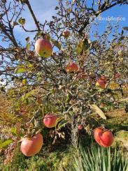 Záhradná chatka na predaj, Liptovský Mikuláš
