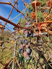 Záhradná chatka na predaj, Liptovský Mikuláš