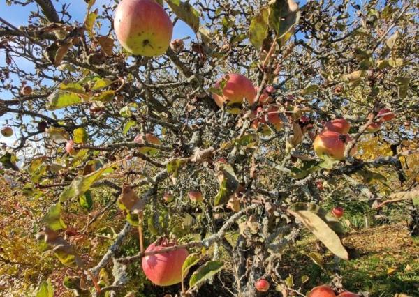 Záhradná chatka na predaj, Liptovský Mikuláš