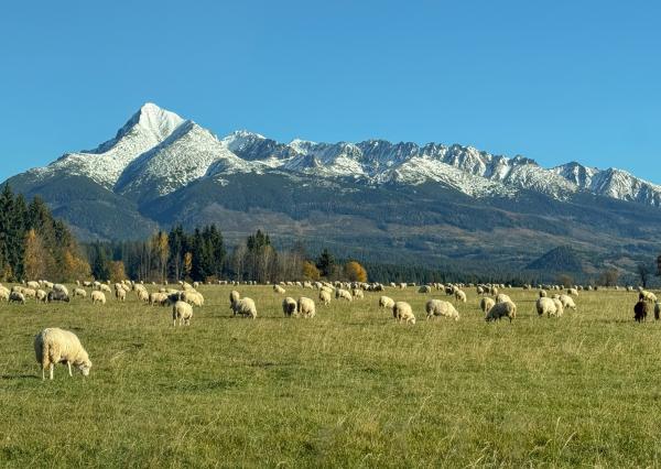Stavebný pozemok pod Kriváňom – Východná